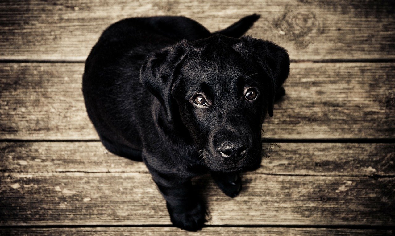 puppy, dog, canine